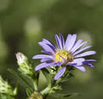 Willowleaf aster